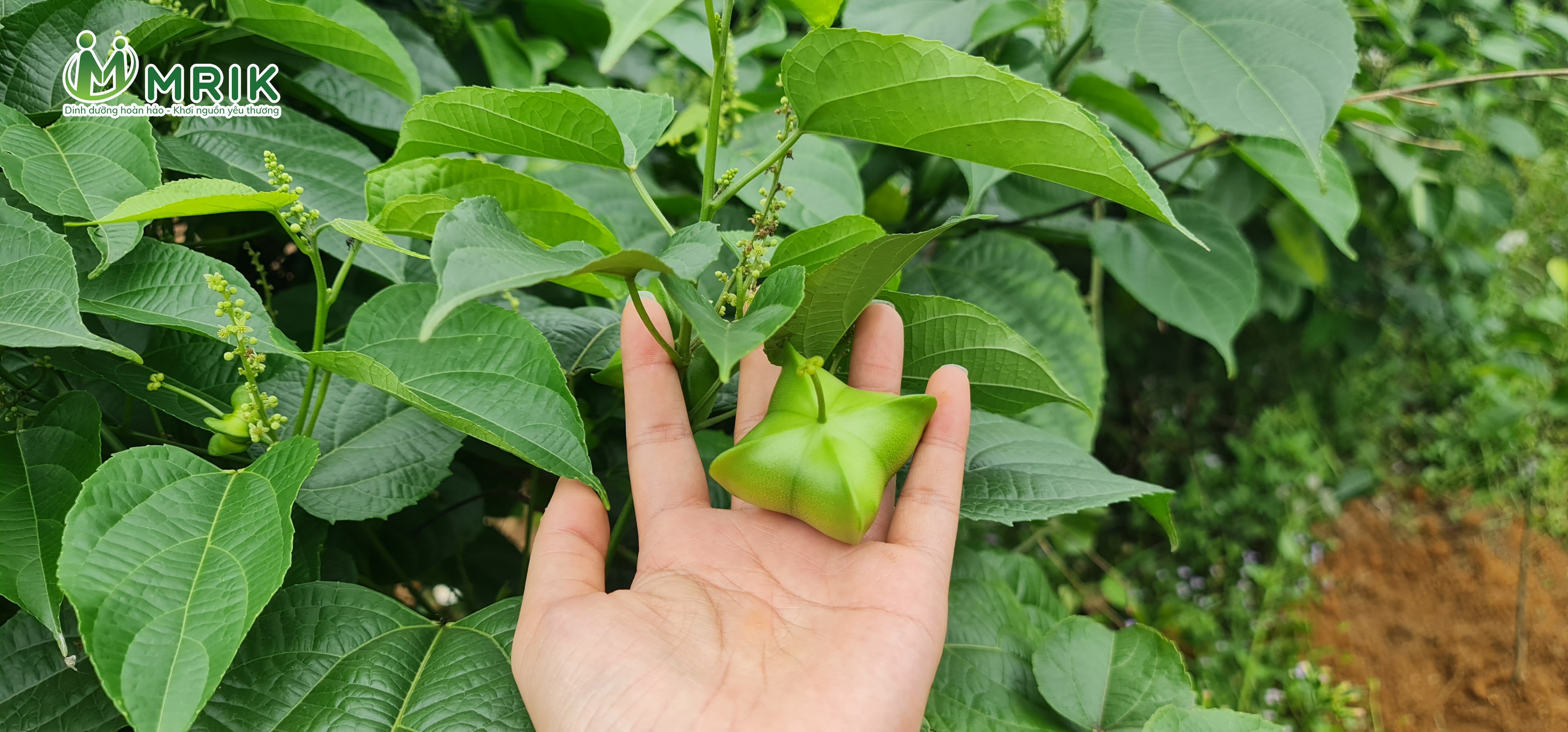 HẠT SACHI LÀ GÌ? NHỮNG LỢI ÍCH CỦA HẠT SACHI?
