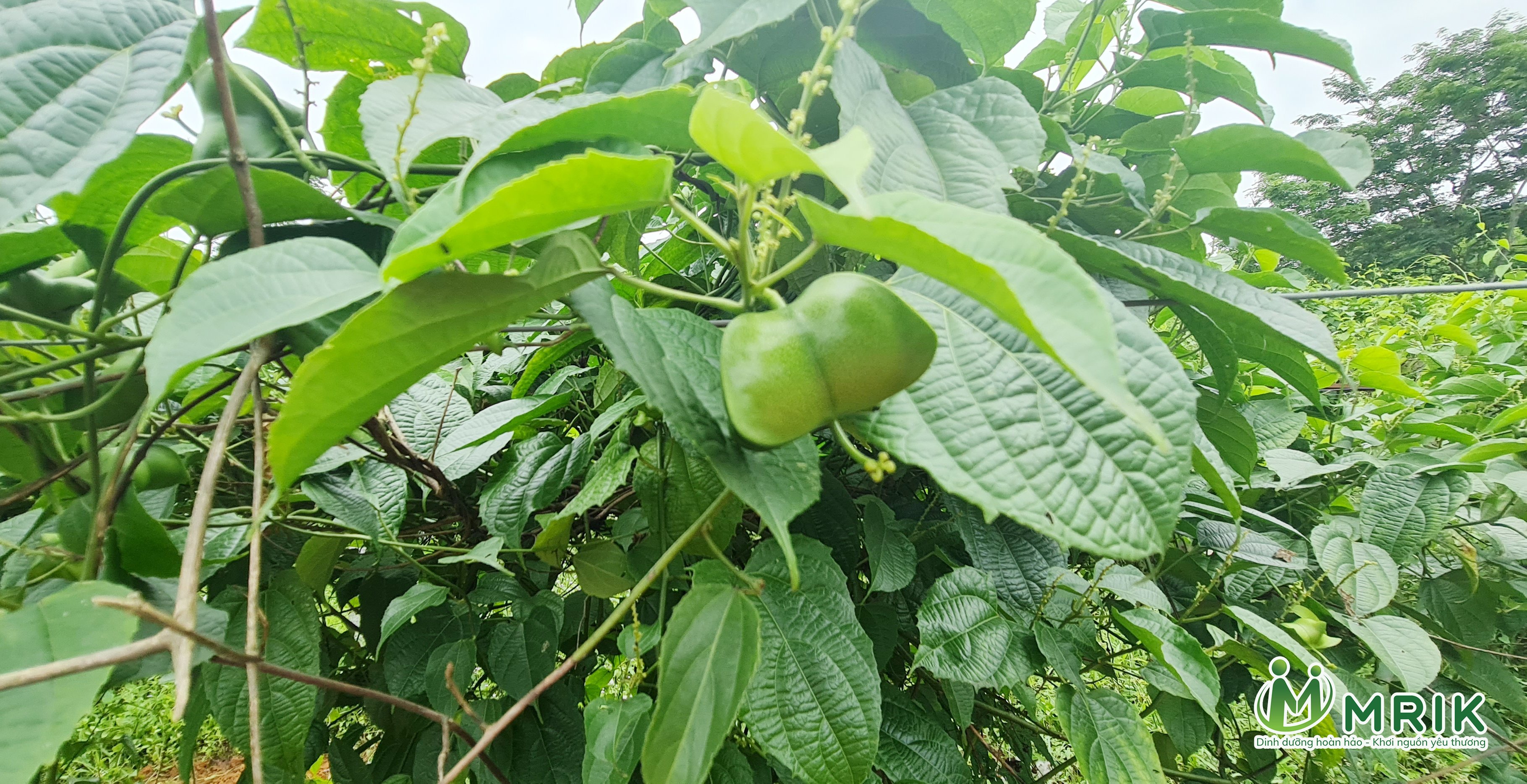 BÍ QUYẾT SỬ DỤNG SACHI ĐÚNG CÁCH ĐẢM BẢO GIÁ TRỊ DINH DƯỠNG CAO